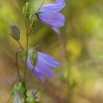 风铃草属植物rotundifolia(蓝铃花)