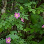 罗莎gymnocarpa (baldhip rose)和桤木。